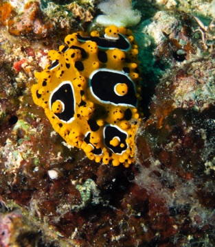 Nudibranch
